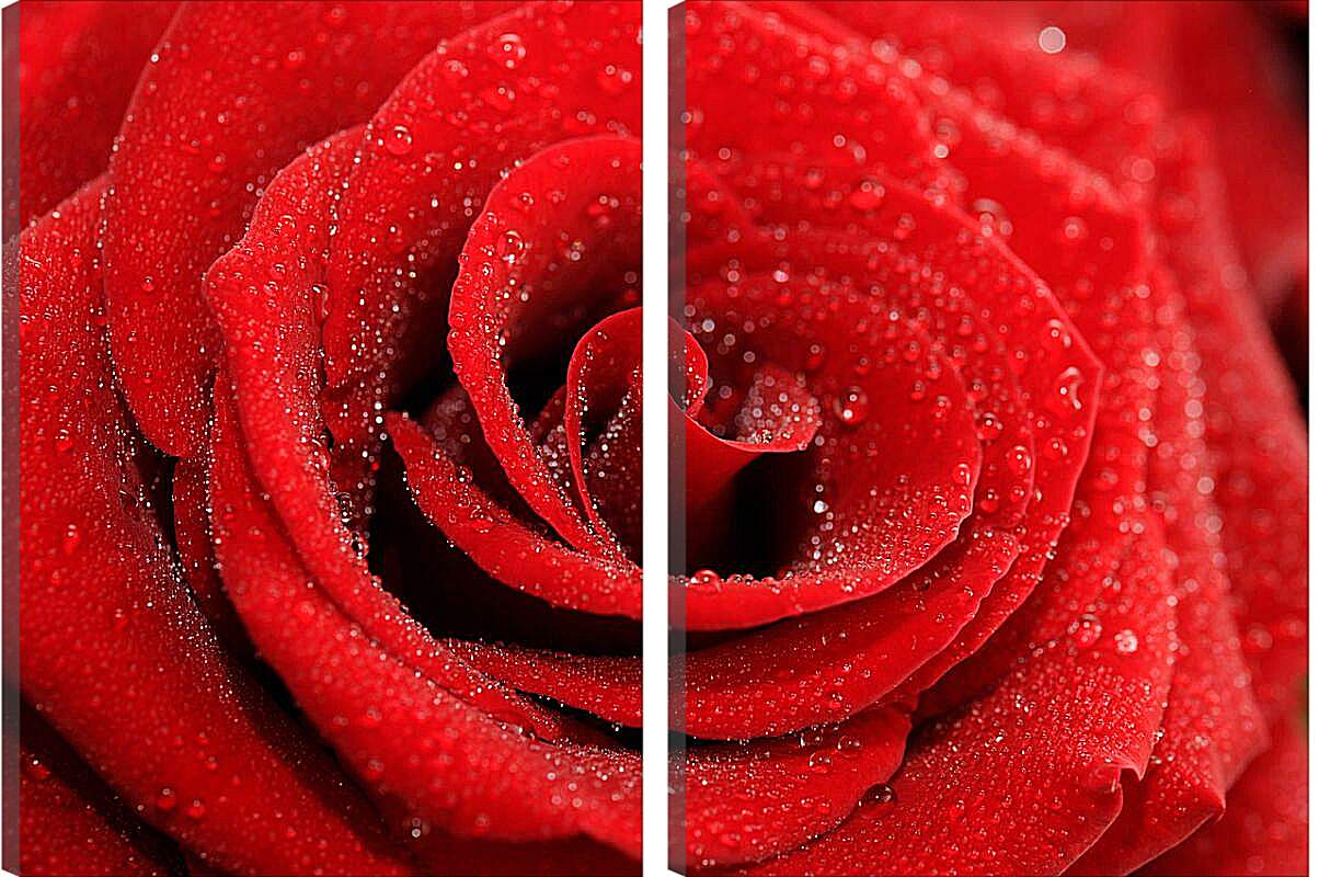 Модульная картина - Роза с каплями росы