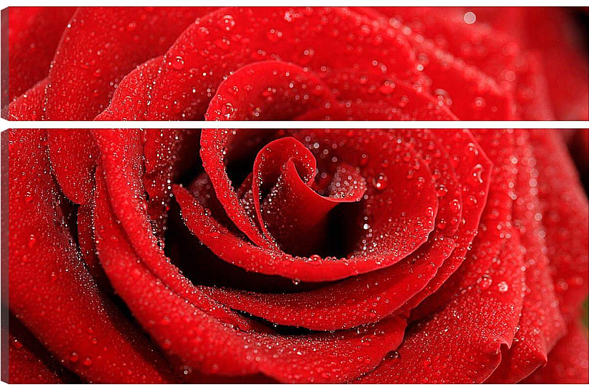 Модульная картина - Роза с каплями росы
