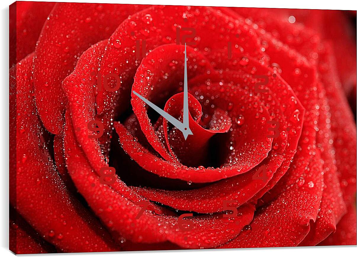 Часы картина - Роза с каплями росы