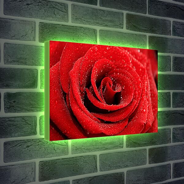 Лайтбокс световая панель - Роза с каплями росы