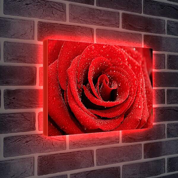 Лайтбокс световая панель - Роза с каплями росы