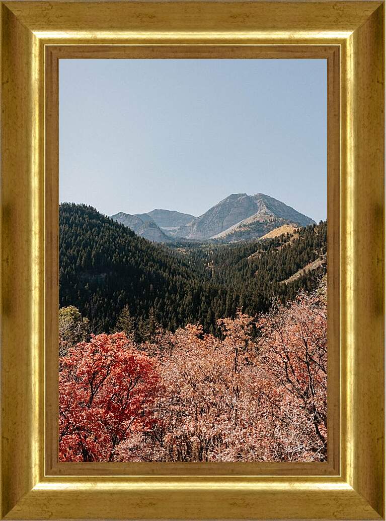 Картина в раме - Разнообразный лес и горы