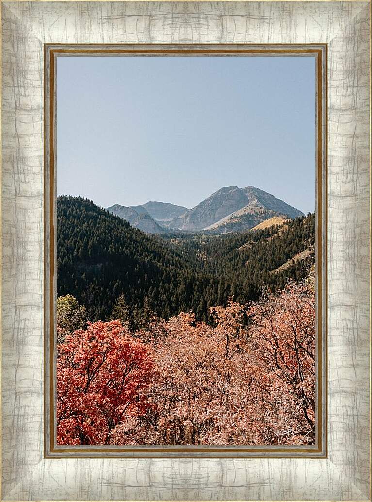 Картина в раме - Разнообразный лес и горы