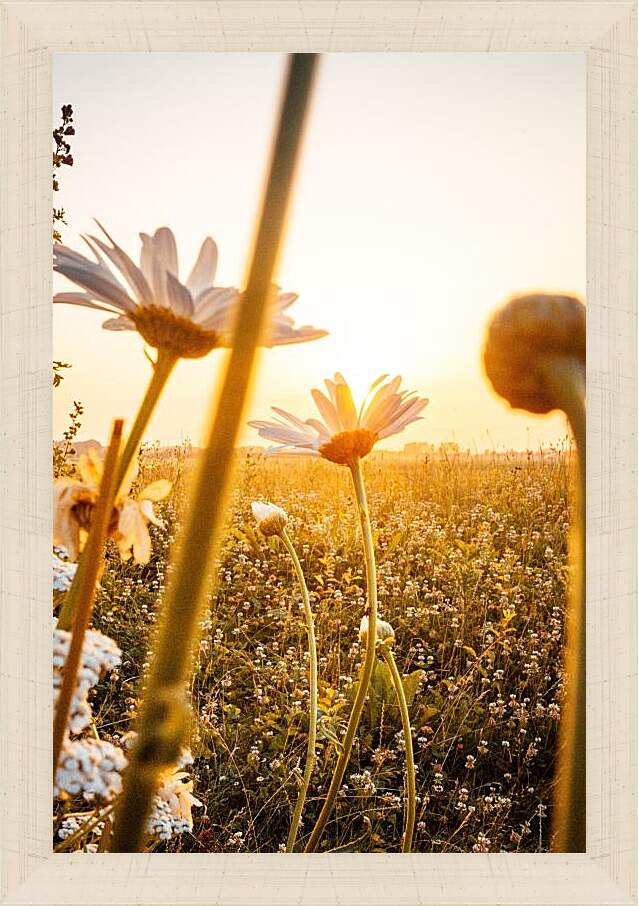 Картина в раме - Закат над полем