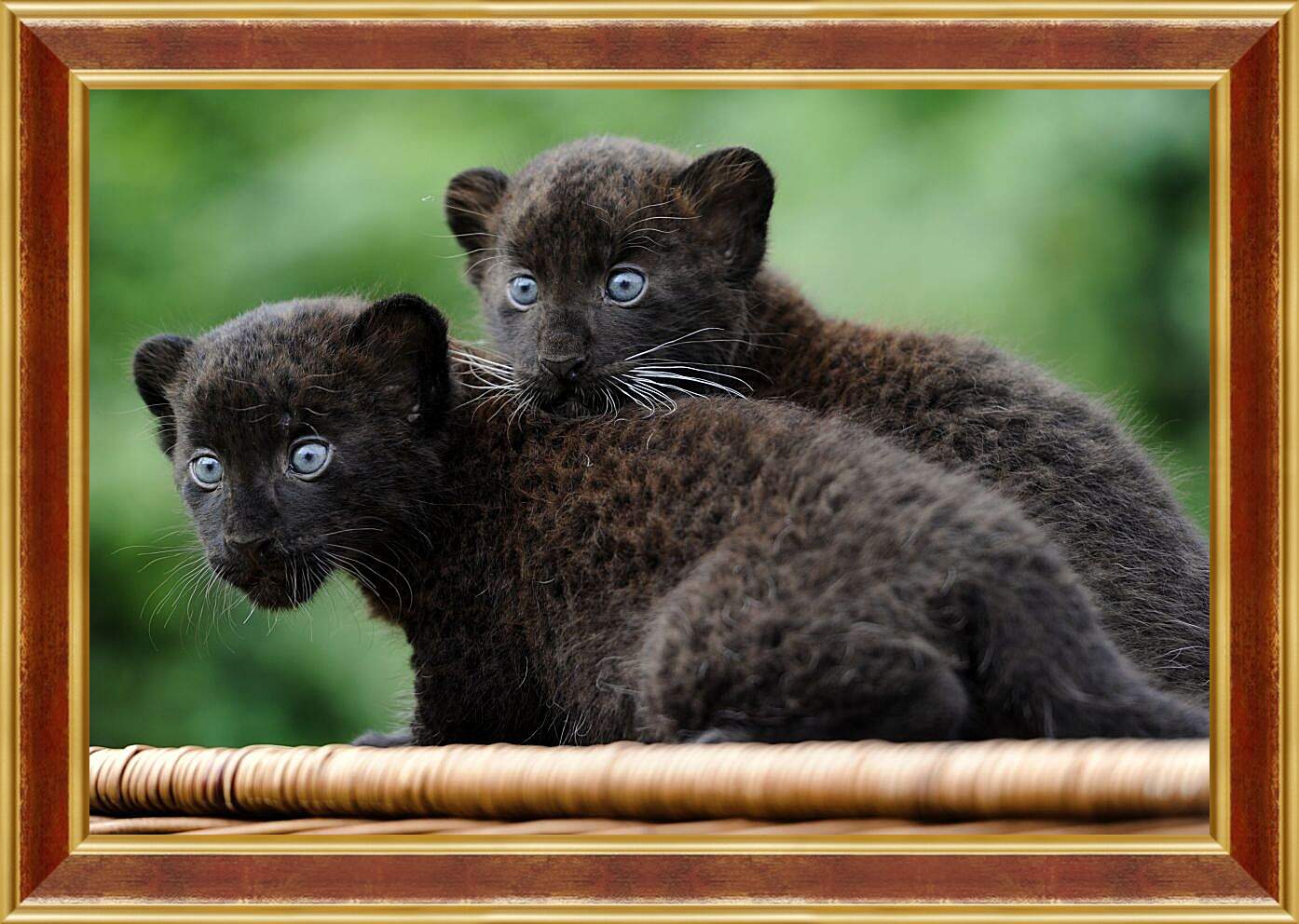 Картина в раме - Детёныши чёрной пантеры