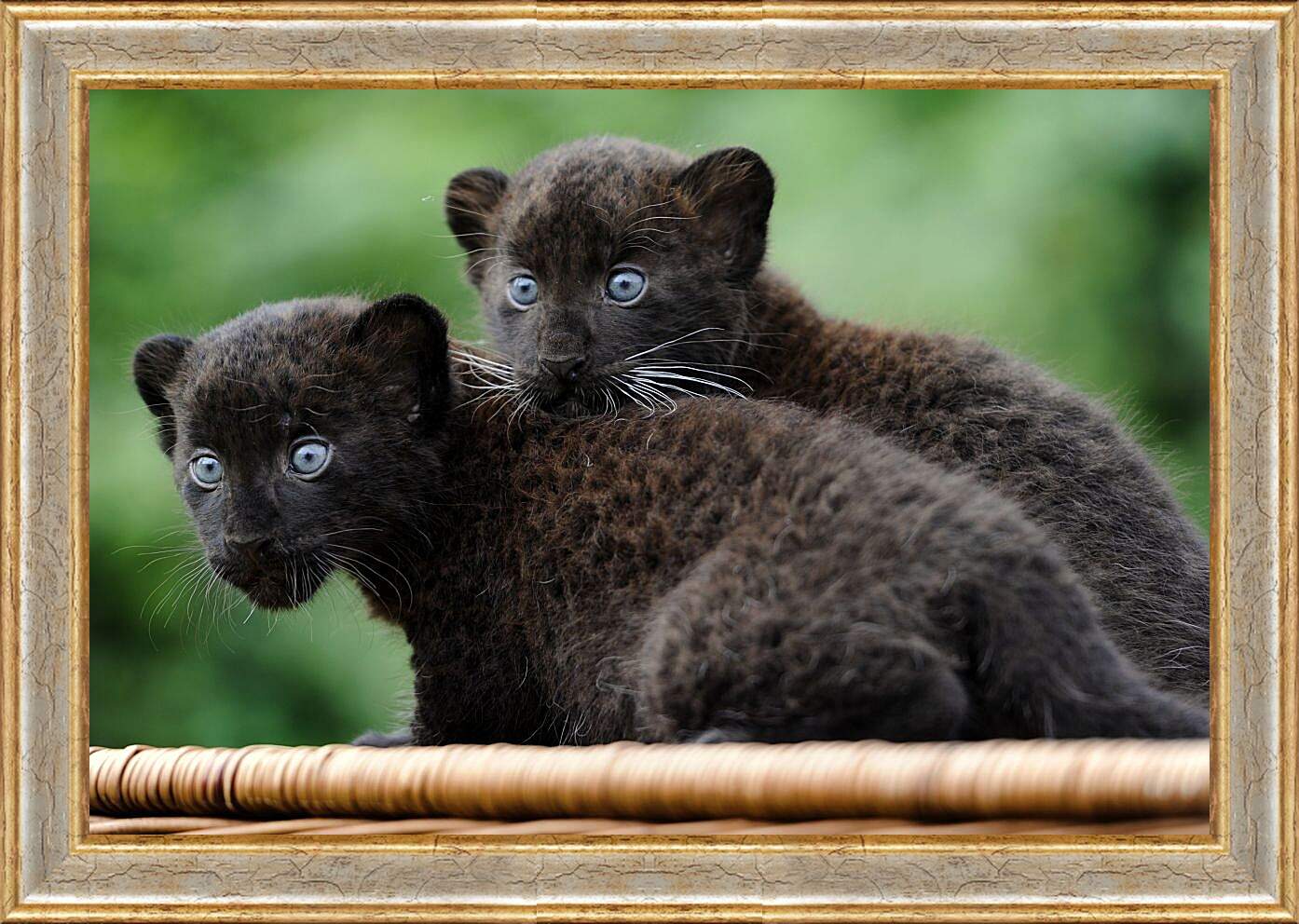 Картина в раме - Детёныши чёрной пантеры