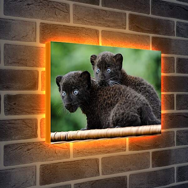 Лайтбокс световая панель - Детёныши чёрной пантеры