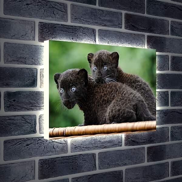 Лайтбокс световая панель - Детёныши чёрной пантеры