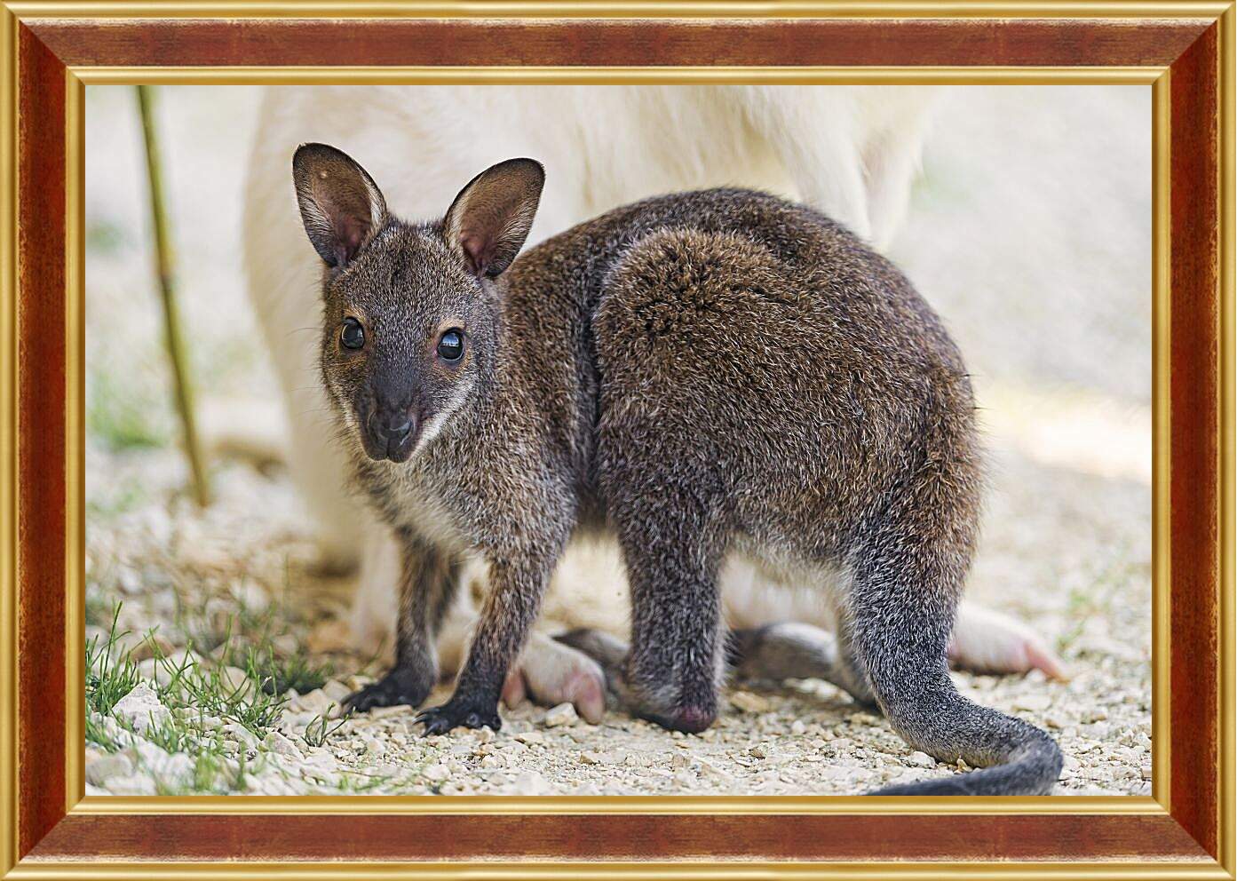 Картина в раме - Детёныш кенгуру