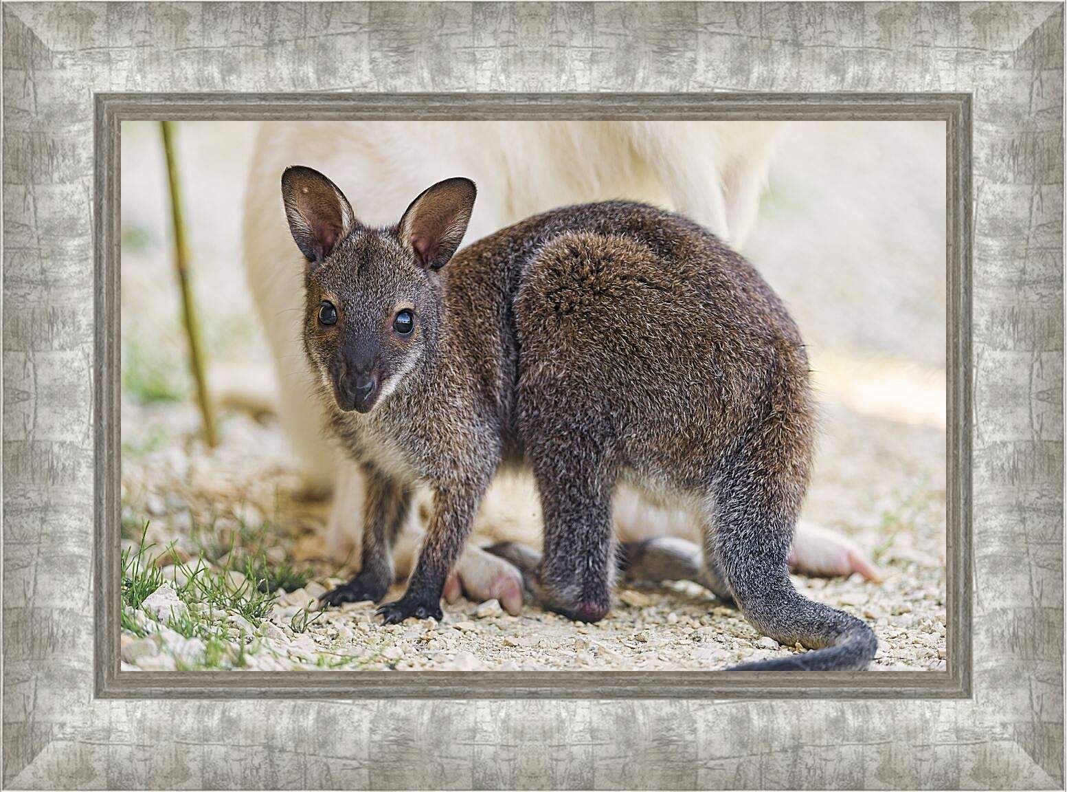Картина в раме - Детёныш кенгуру