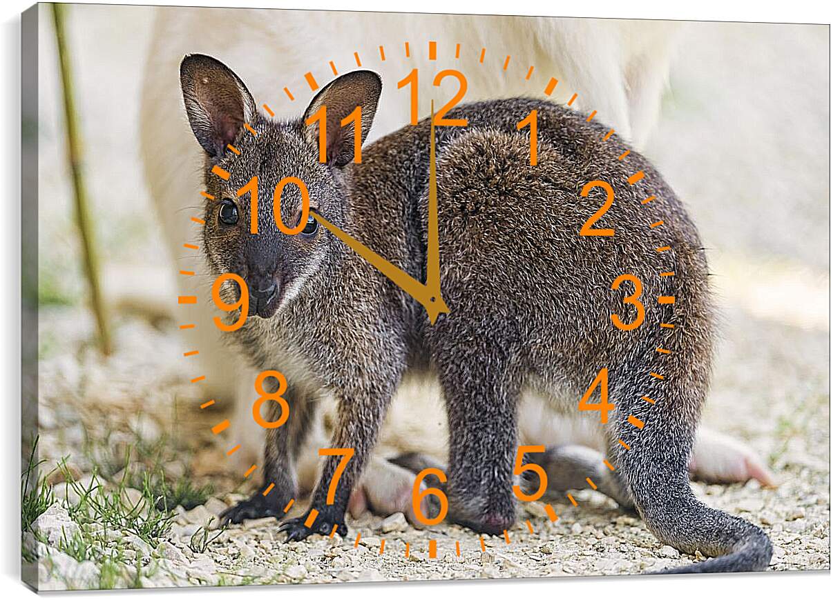 Часы картина - Детёныш кенгуру