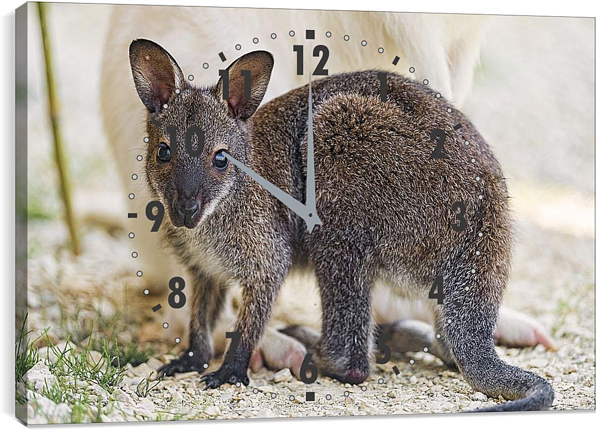 Часы картина - Детёныш кенгуру