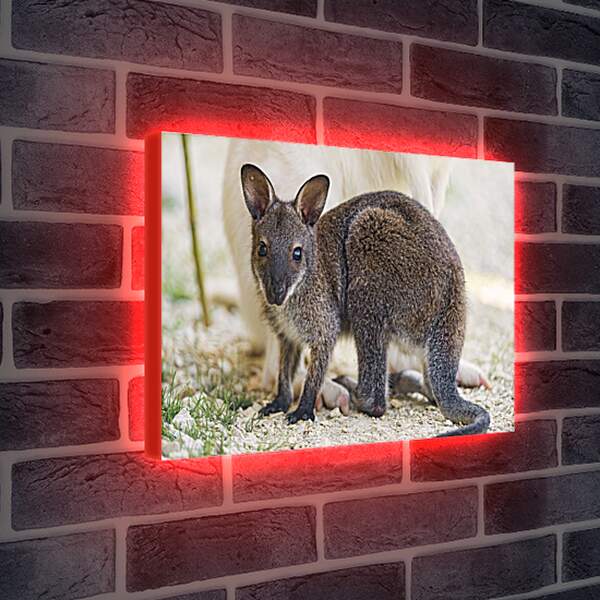 Лайтбокс световая панель - Детёныш кенгуру