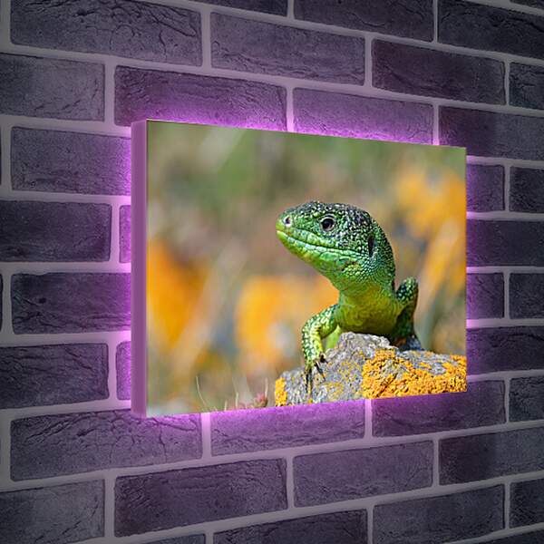 Лайтбокс световая панель - Рептилии