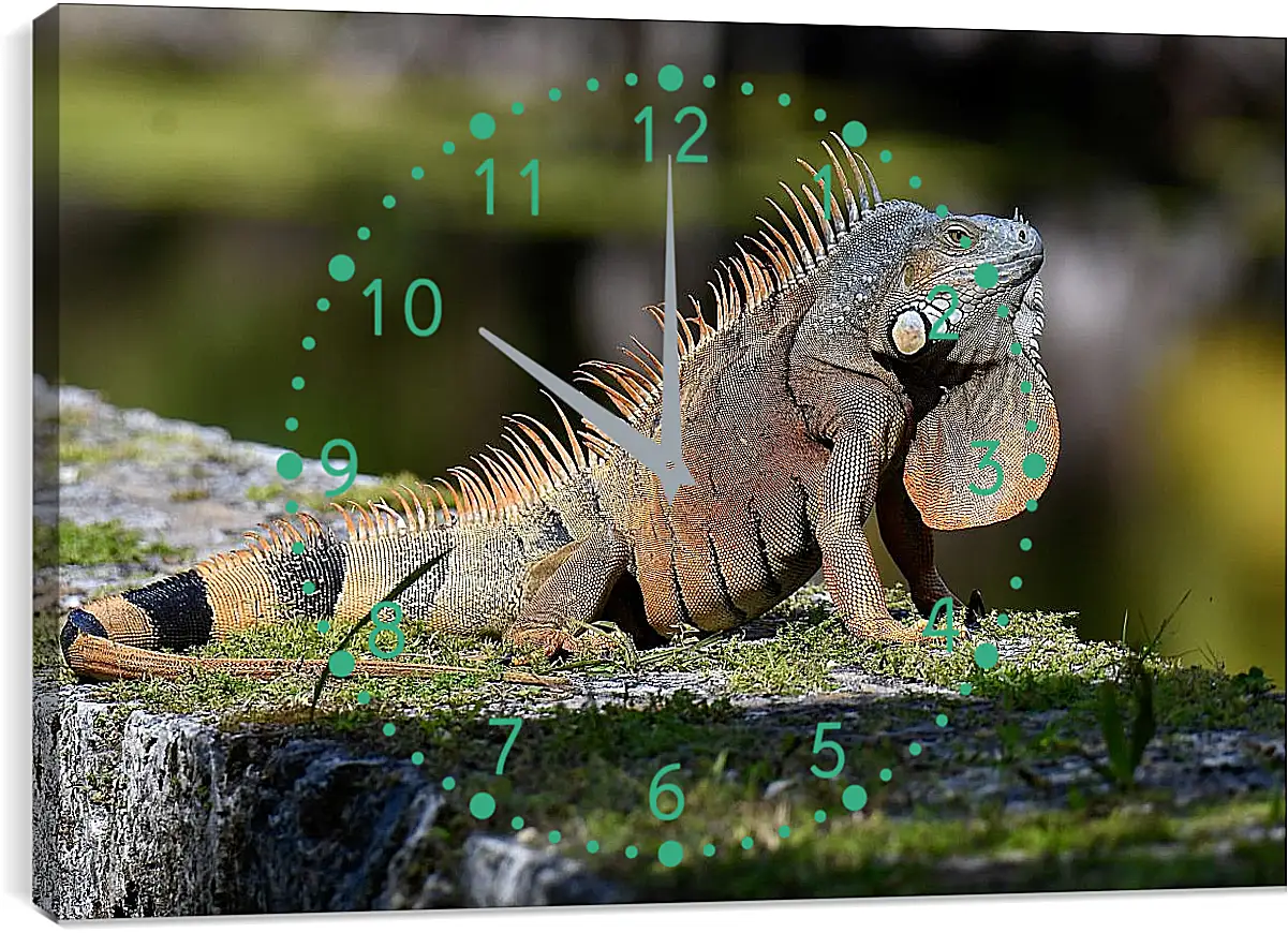 Часы картина - Рептилии