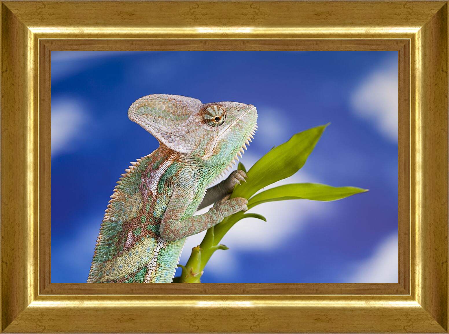 Картина в раме - Рептилии