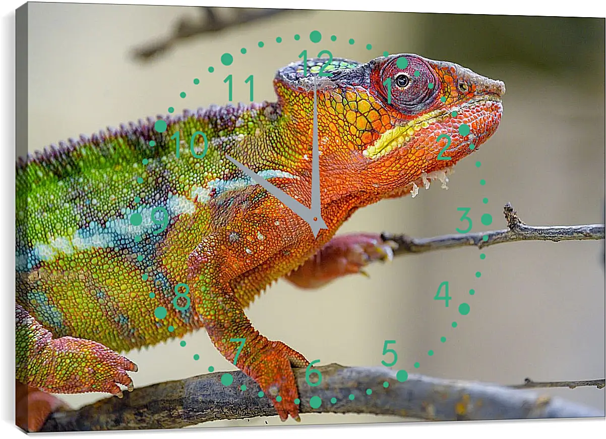 Часы картина - Рептилии