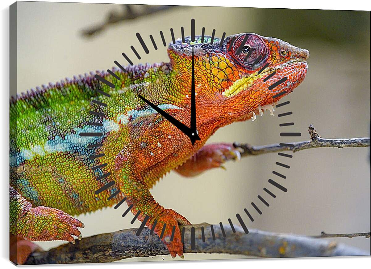 Часы картина - Рептилии
