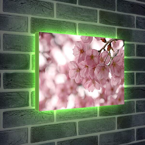 Лайтбокс световая панель - Весенняя сакура