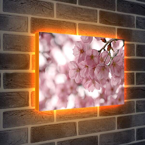 Лайтбокс световая панель - Весенняя сакура