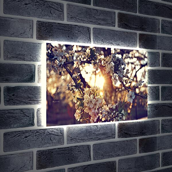 Лайтбокс световая панель - Цветущая вишня в закате