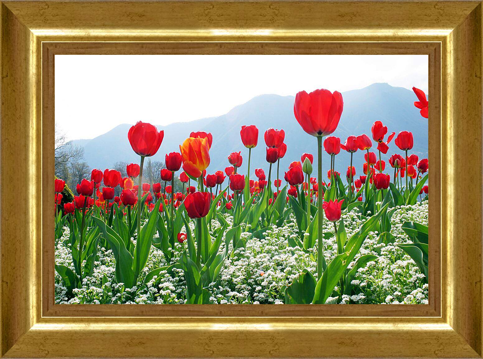 Картина в раме - Поле тюльпанов