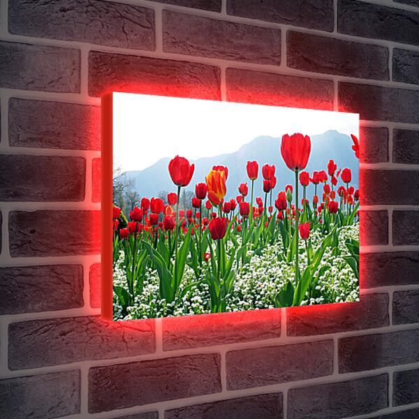 Лайтбокс световая панель - Поле тюльпанов