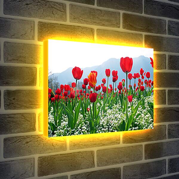 Лайтбокс световая панель - Поле тюльпанов
