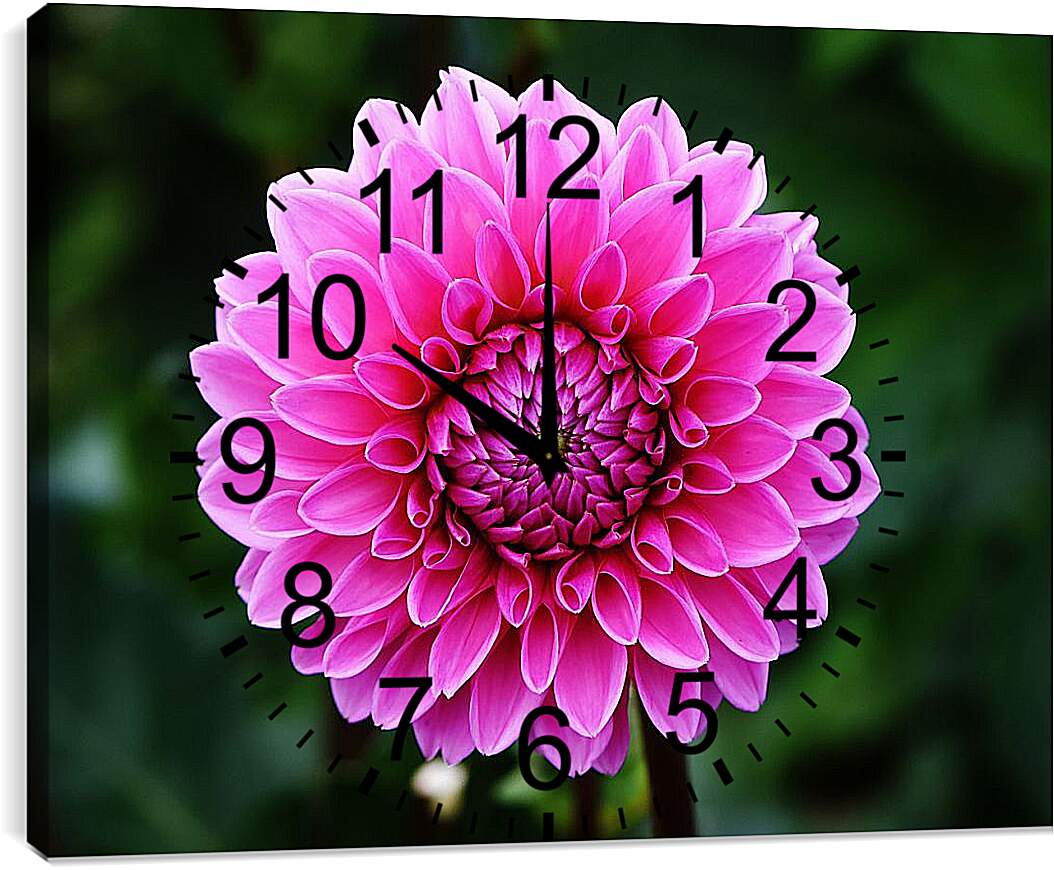 Часы картина - Розовый георгин