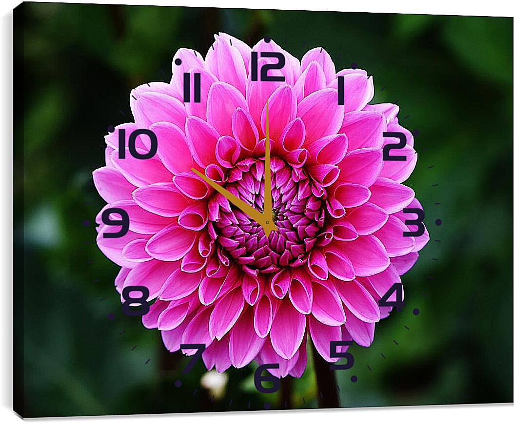 Часы картина - Розовый георгин