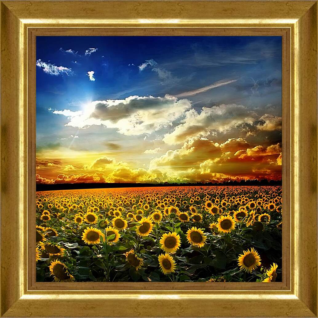 Картина в раме - Солнечное небо и поле подсолнухов
