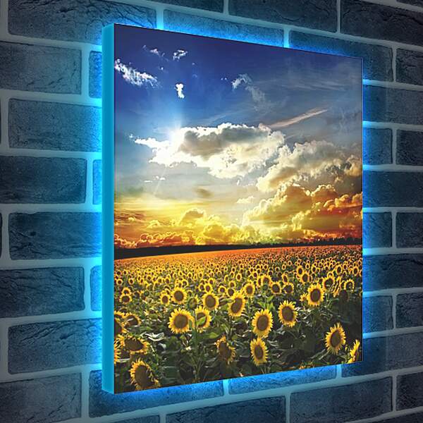 Лайтбокс световая панель - Солнечное небо и поле подсолнухов