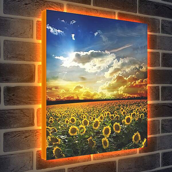 Лайтбокс световая панель - Солнечное небо и поле подсолнухов