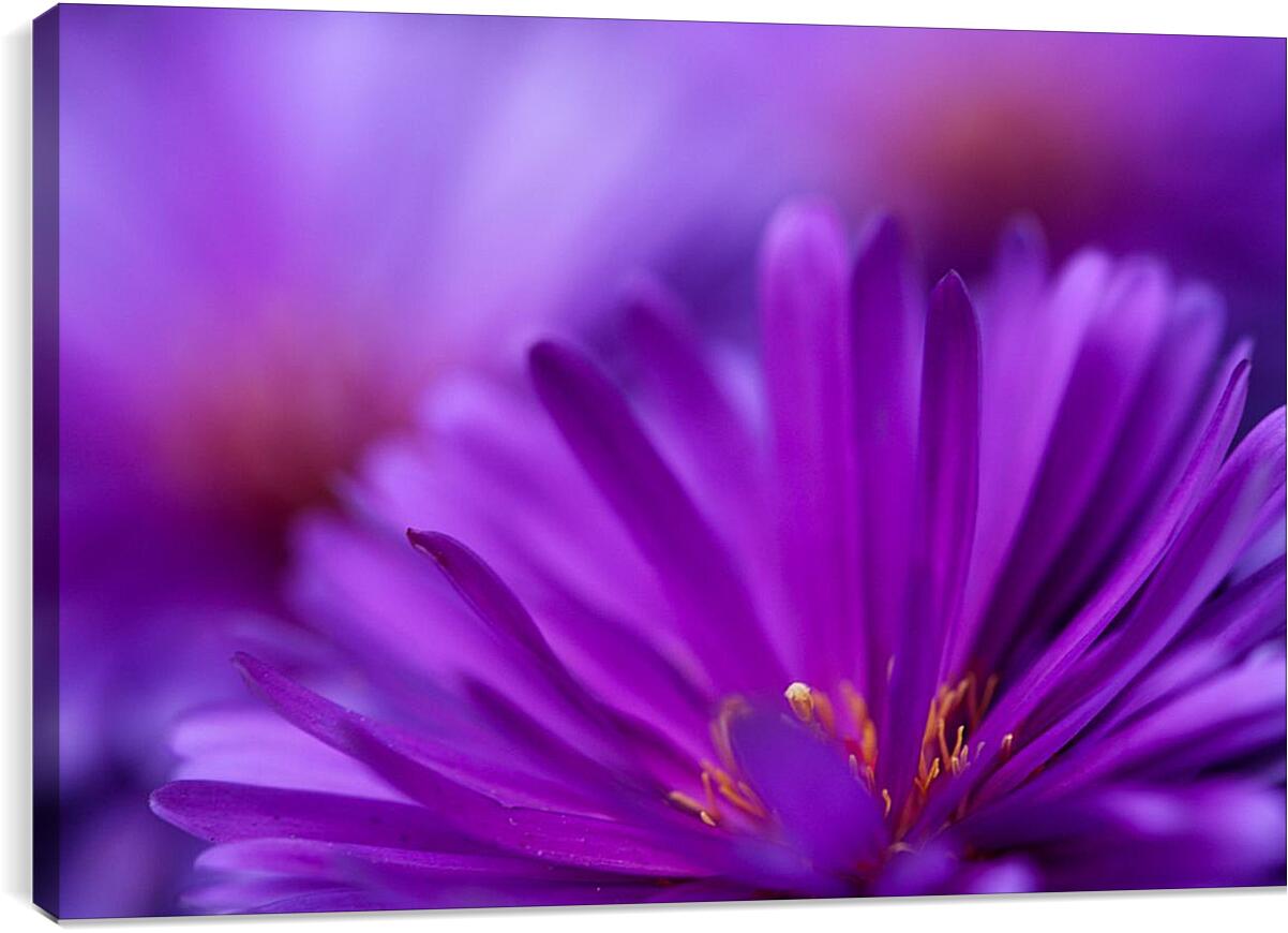Постер и плакат - Фиолетовый цветок