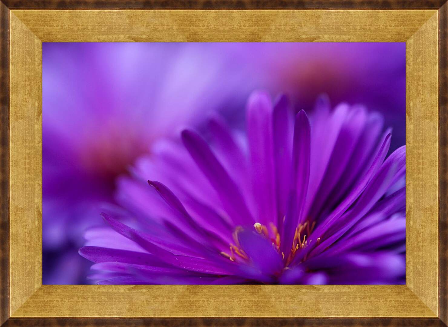Картина в раме - Фиолетовый цветок