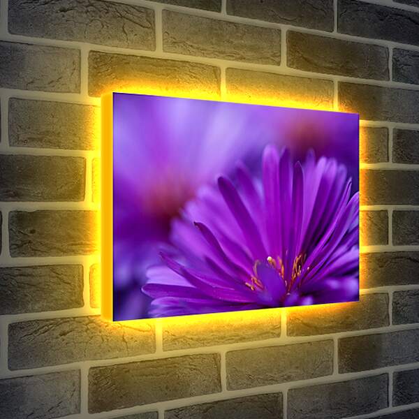 Лайтбокс световая панель - Фиолетовый цветок