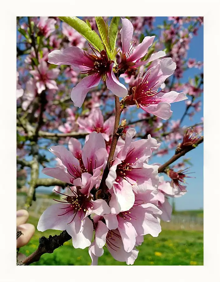 Картина в раме - Весенний цвет