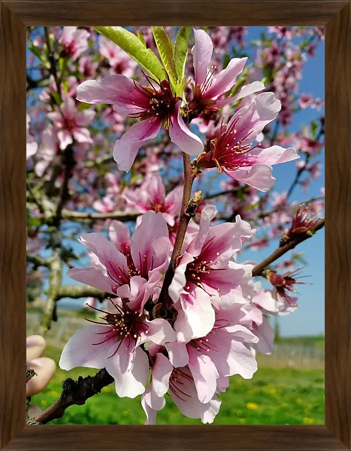 Картина в раме - Весенний цвет