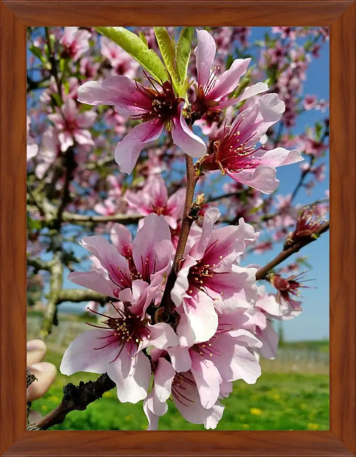 Картина в раме - Весенний цвет