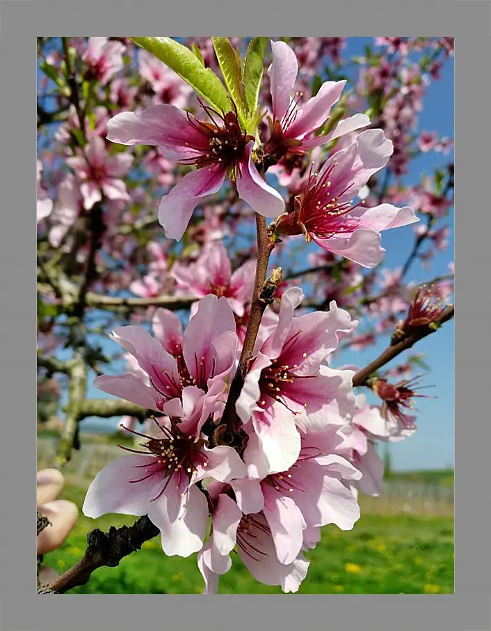 Картина в раме - Весенний цвет