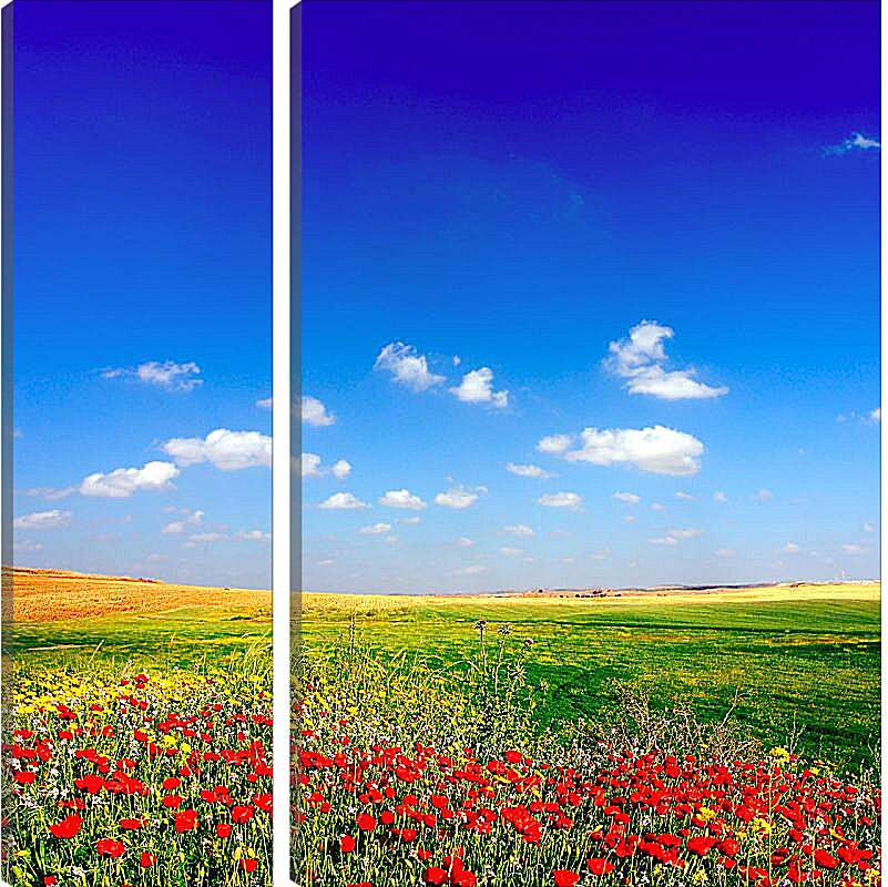 Модульная картина - Поле цветов и небо