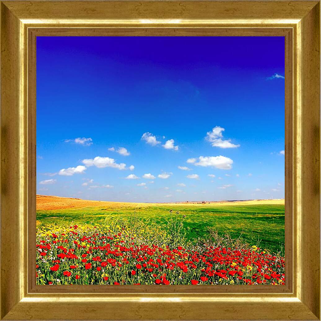 Картина в раме - Поле цветов и небо