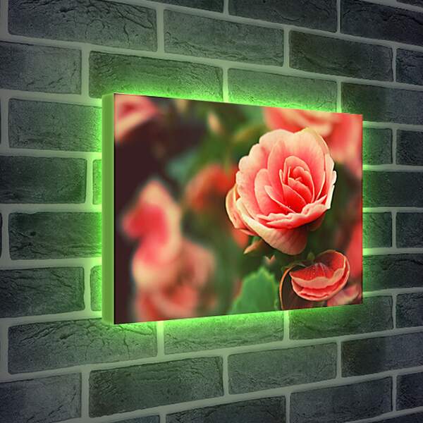 Лайтбокс световая панель - Роза