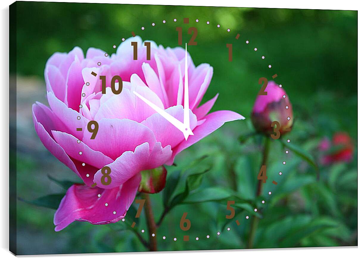 Часы картина - розовые пионы