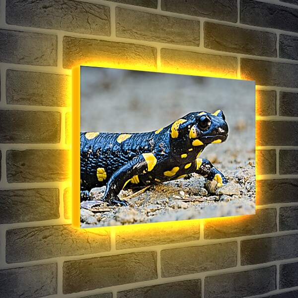 Лайтбокс световая панель - Рептилии