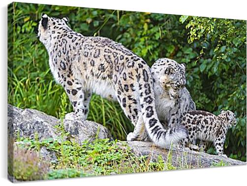 Постер и плакат - leopard - Барс