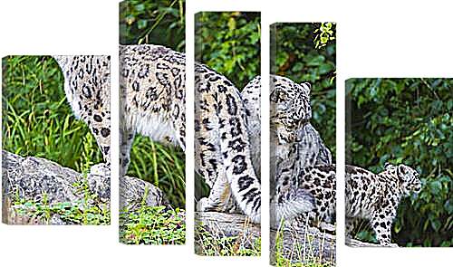 Модульная картина - leopard - Барс