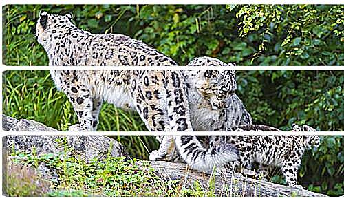 Модульная картина - leopard - Барс