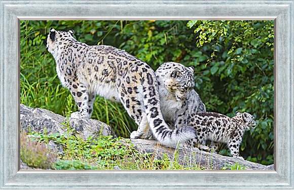 Картина в раме - leopard - Барс
