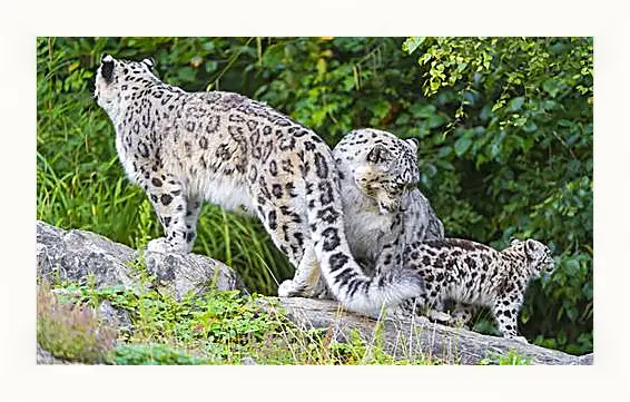 Картина в раме - leopard - Барс